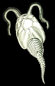 Haeckel Amphoridea-1b