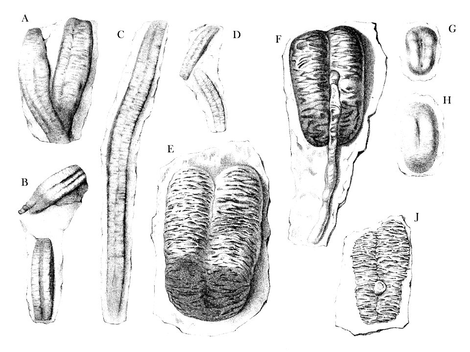 Hall Rusophycus