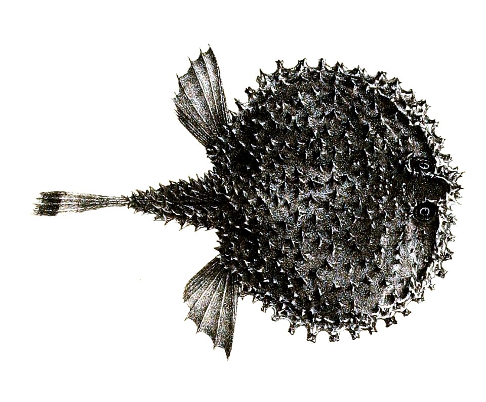 Halieutaea stellata Ford 54