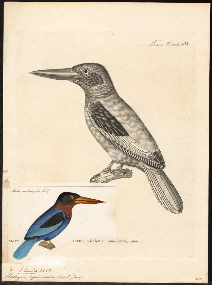 Halcyon cyaniventris - 1700-1880 - Print - Iconographia Zoologica - Special Collections University of Amsterdam - UBA01 IZ16800067