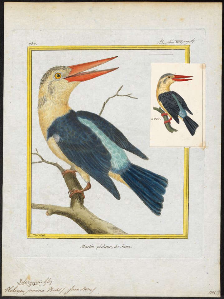 Halcyon javana - 1700-1880 - Print - Iconographia Zoologica - Special Collections University of Amsterdam - UBA01 IZ16800109