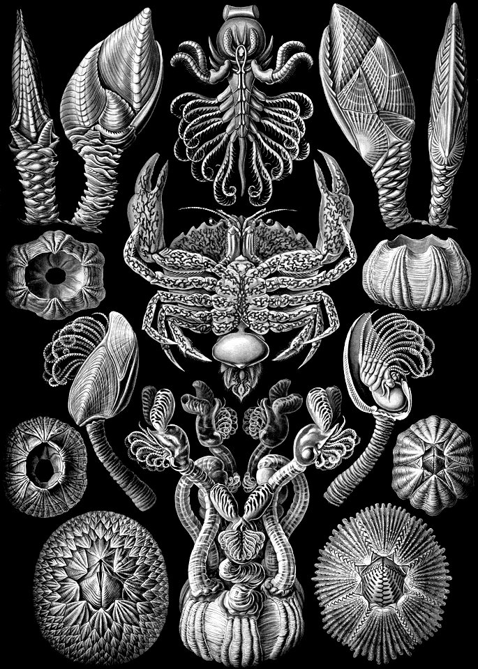 Haeckel Cirripedia