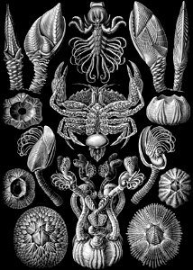 Haeckel Cirripedia