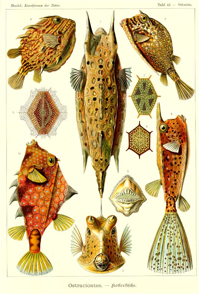 Haeckel Ostraciontes
