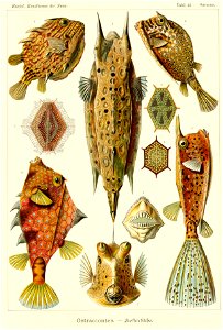 Haeckel Ostraciontes