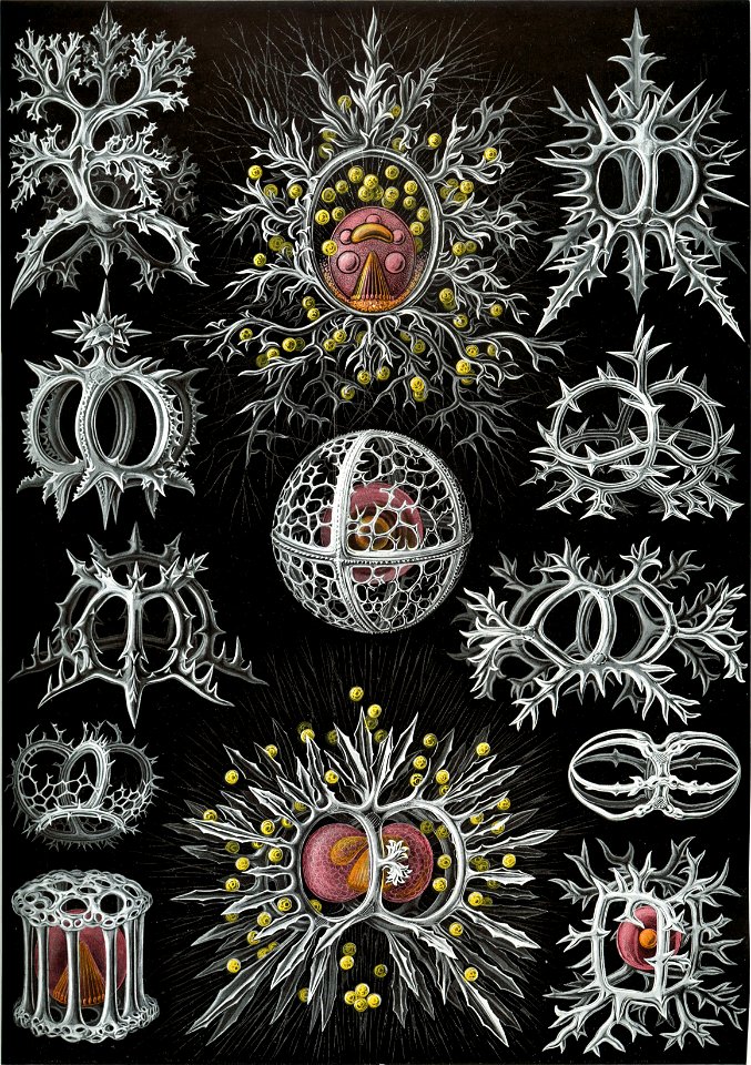 Haeckel Stephoidea