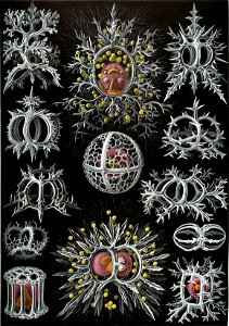 Haeckel Stephoidea