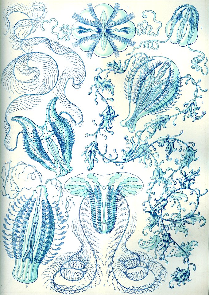 Haeckel Ctenophorae