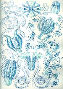 Haeckel Ctenophorae