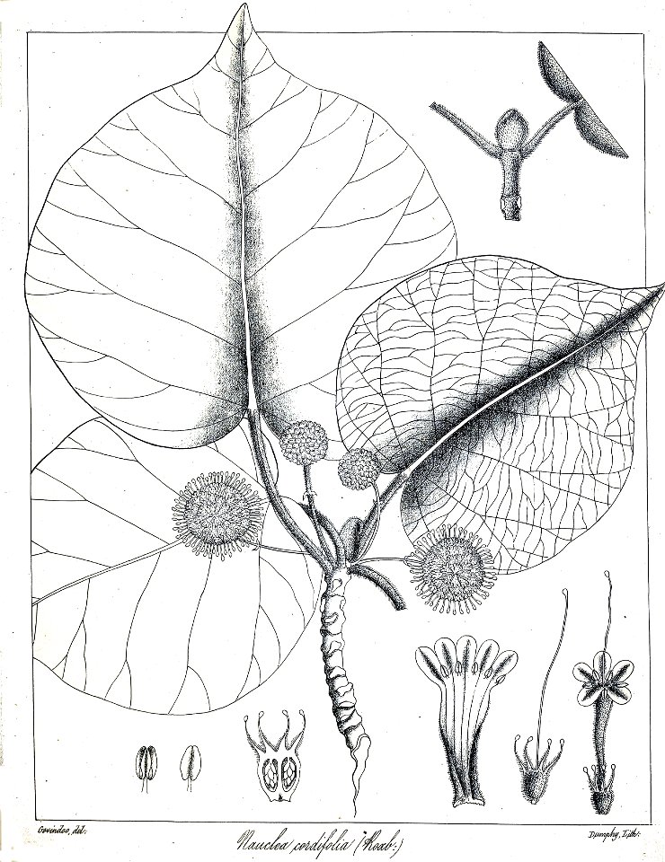 Haldina cordifolia Govindoo