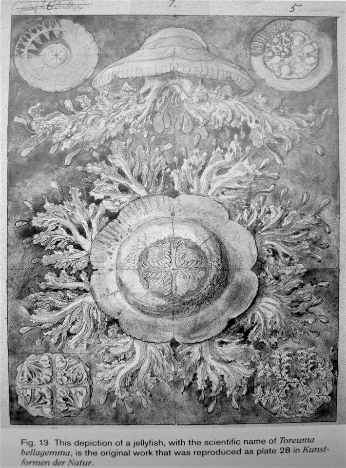 Haeckel Discomedusae 28 original work
