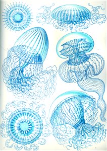Haeckel Leptomedusae
