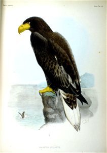Haliëtos pelagicus Fauna Japonica