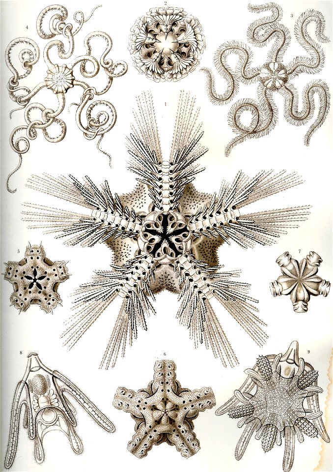 Haeckel Ophiodea