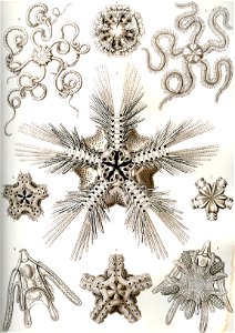 Haeckel Ophiodea