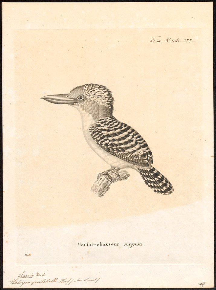 Halcyon pulchella - 1700-1880 - Print - Iconographia Zoologica - Special Collections University of Amsterdam - UBA01 IZ16800019