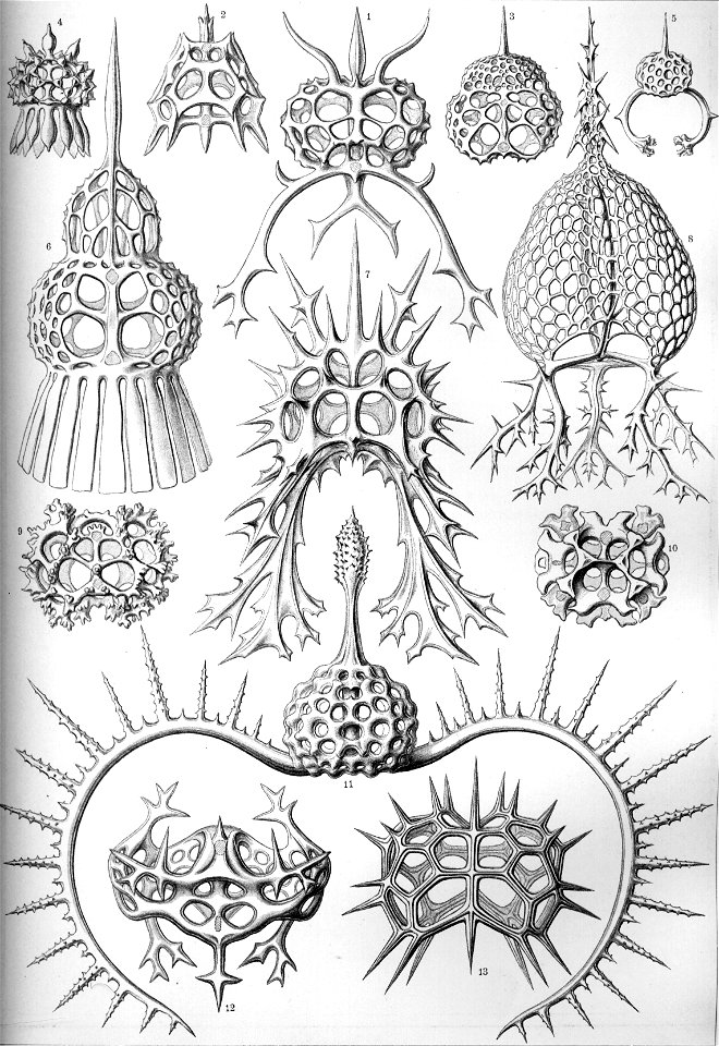 Haeckel Spyroidea
