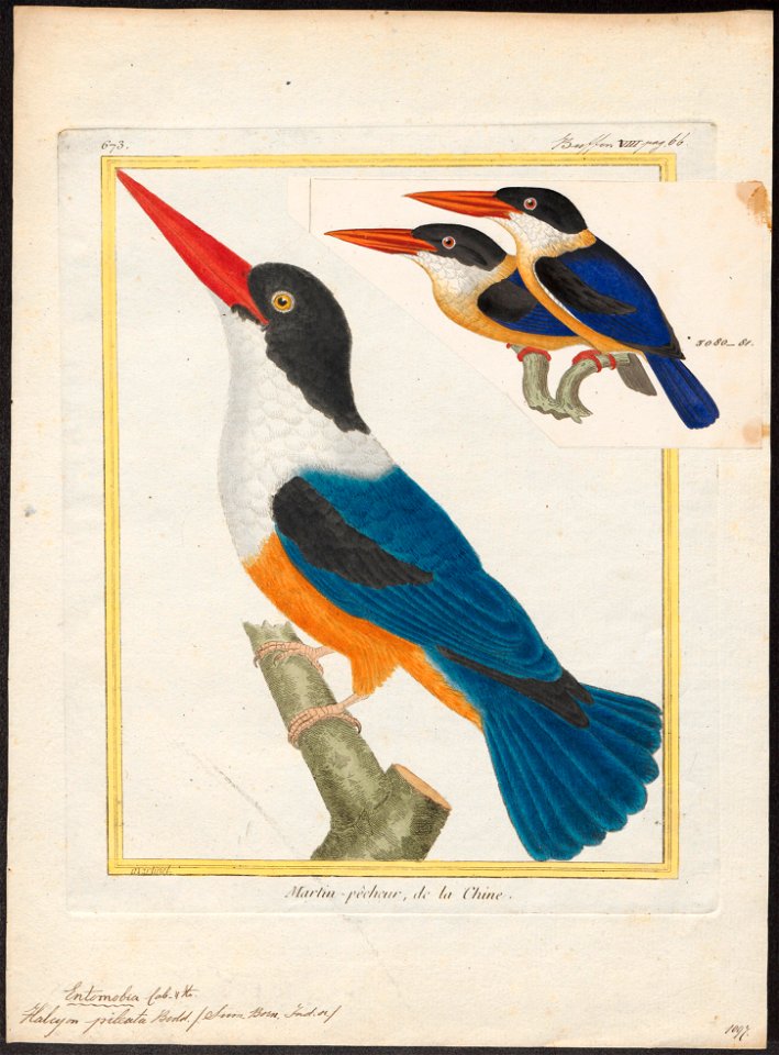 Halcyon pileata - 1700-1880 - Print - Iconographia Zoologica - Special Collections University of Amsterdam - UBA01 IZ16800065