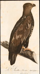 Halliaeëtus albicilla - 1800-1812 - Print - Iconographia Zoologica - Special Collections University of Amsterdam - UBA01 IZ18100307