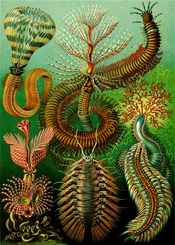 Haeckel Chaetopoda-edit