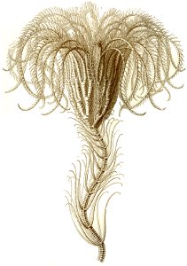 Haeckel Crinoidea 1 Saracrinus angulatus