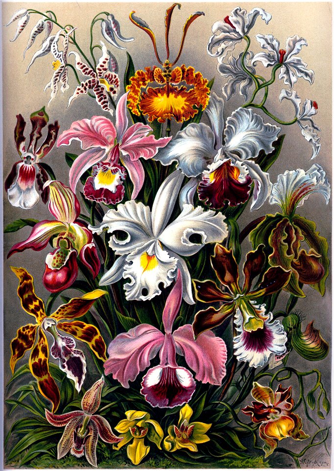 Haeckel's Orchids