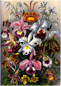 Haeckel's Orchids. Free illustration for personal and commercial use.