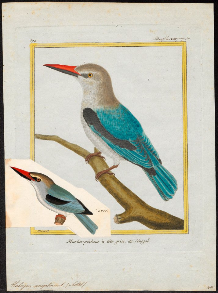 Halcyon senegalensis - 1700-1880 - Print - Iconographia Zoologica - Special Collections University of Amsterdam - UBA01 IZ16800043