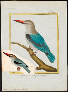 Halcyon senegalensis - 1700-1880 - Print - Iconographia Zoologica - Special Collections University of Amsterdam - UBA01 IZ16800043