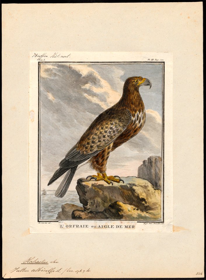 Halliaeëtus albicilla - 1700-1880 - Print - Iconographia Zoologica - Special Collections University of Amsterdam - UBA01 IZ18100301