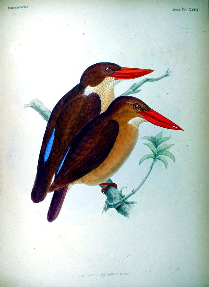 Halcyon coromanda major Fauna Japonica