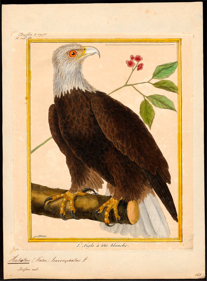 Halliaeëtus leucocephalus - 1700-1880 - Print - Iconographia Zoologica - Special Collections University of Amsterdam - UBA01 IZ18100317