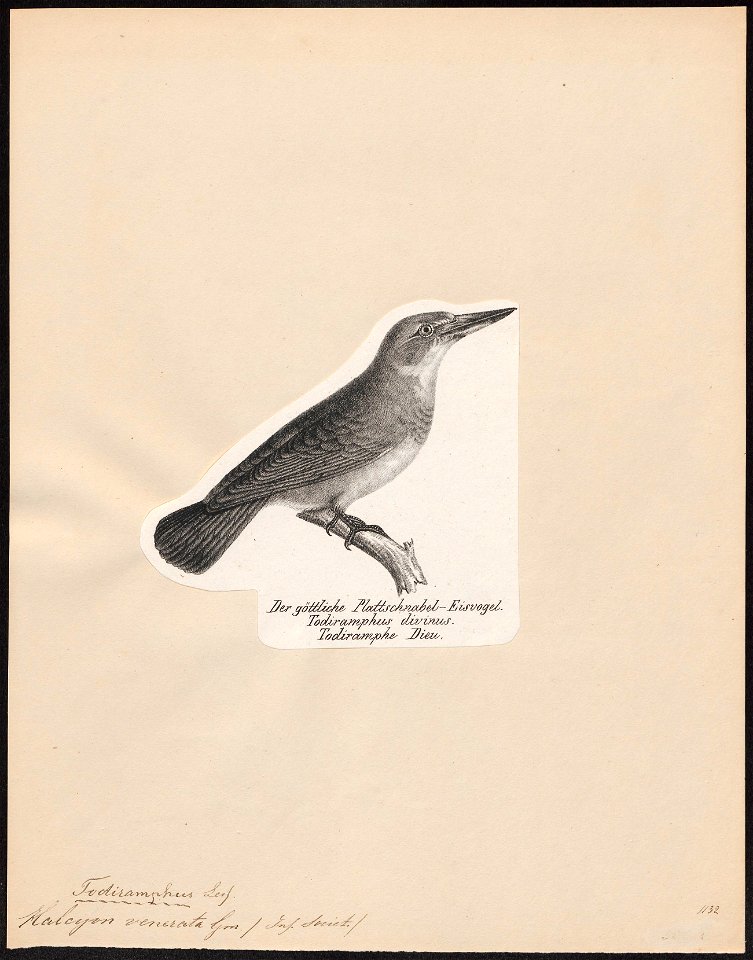 Halcyon venerata - 1809-1845 - Print - Iconographia Zoologica - Special Collections University of Amsterdam - UBA01 IZ16800151