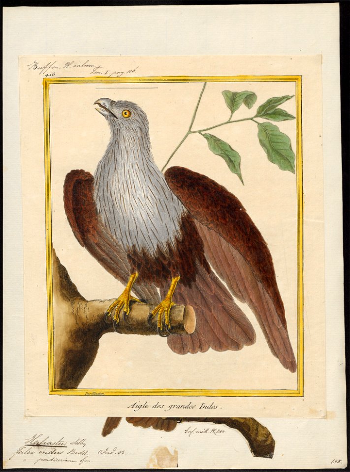 Haliastur indus - 1700-1880 - Print - Iconographia Zoologica - Special Collections University of Amsterdam - UBA01 IZ18100347