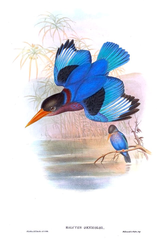 HalcyonOmnicolorGould
