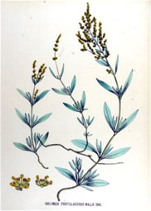 Halimus portulacoides — Flora Batava — Volume v17