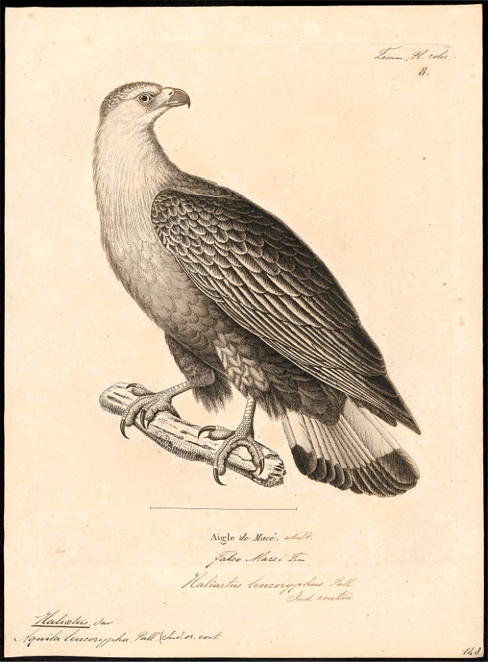 Haliaeëtus macei - 1700-1880 - Print - Iconographia Zoologica - Special Collections University of Amsterdam - UBA01 IZ18100331