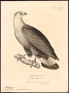 Haliaeëtus macei - 1700-1880 - Print - Iconographia Zoologica - Special Collections University of Amsterdam - UBA01 IZ18100331