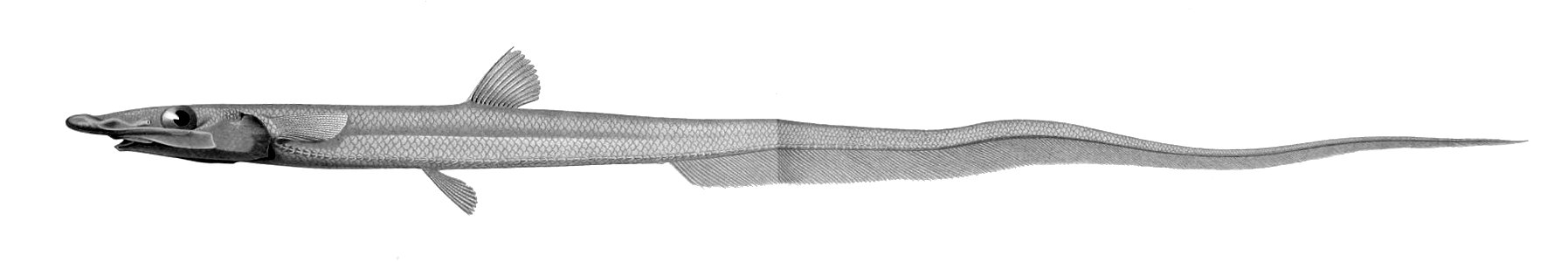 Halosaurus johnsonianus1