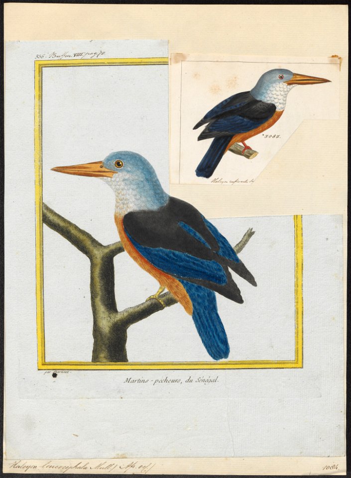 Halcyon leucocephala - 1700-1880 - Print - Iconographia Zoologica - Special Collections University of Amsterdam - UBA01 IZ16800049