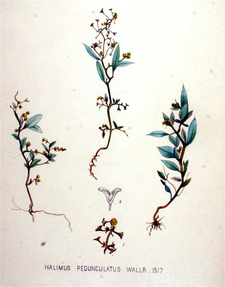 Halimus pedunculatus — Flora Batava — Volume v19