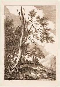 Half dode boom, objectnr A 14235