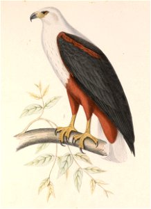 Haliaeetus vocifer 1849. Free illustration for personal and commercial use.
