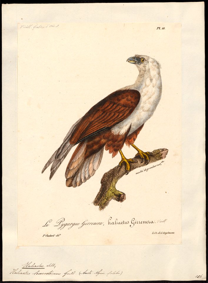 Haliastur leucosternus - 1825-1834 - Print - Iconographia Zoologica - Special Collections University of Amsterdam - UBA01 IZ18100350