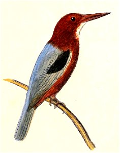 Halcyon smyrnensis 1832