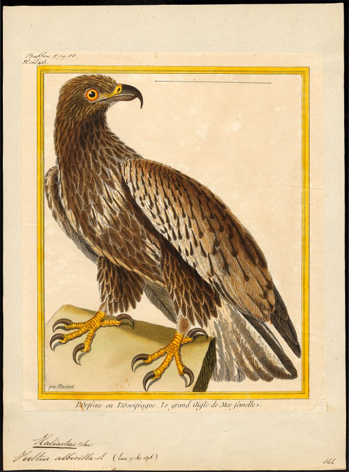 Halliaeëtus albicilla - 1700-1880 - Print - Iconographia Zoologica - Special Collections University of Amsterdam - UBA01 IZ18100295