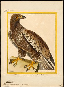 Halliaeëtus albicilla - 1700-1880 - Print - Iconographia Zoologica - Special Collections University of Amsterdam - UBA01 IZ18100295