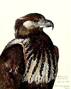 Haliaeetus vociferEYP15A