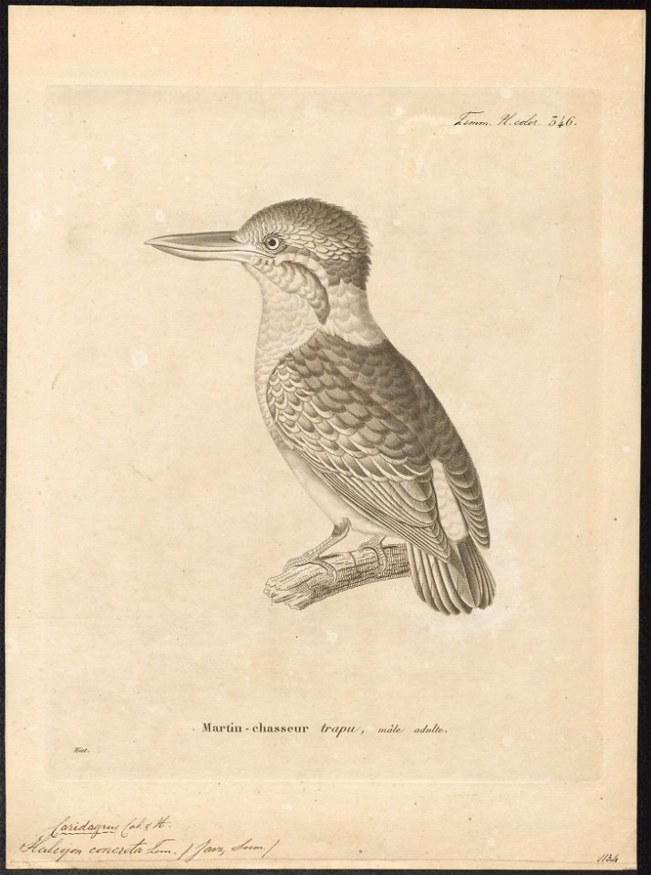 Halcyon concreta - 1700-1880 - Print - Iconographia Zoologica - Special Collections University of Amsterdam - UBA01 IZ16800031