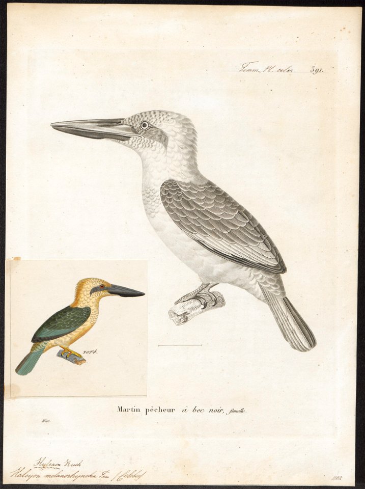 Halcyon melanorhyncha - 1700-1880 - Print - Iconographia Zoologica - Special Collections University of Amsterdam - UBA01 IZ16800101
